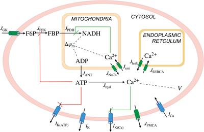 Symbiosis of Electrical and Metabolic Oscillations in Pancreatic β-Cells